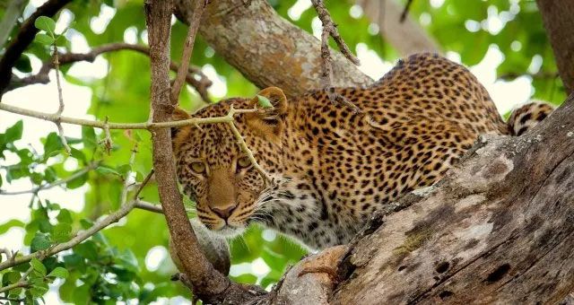 管中窺豹，可見(jiàn)一斑