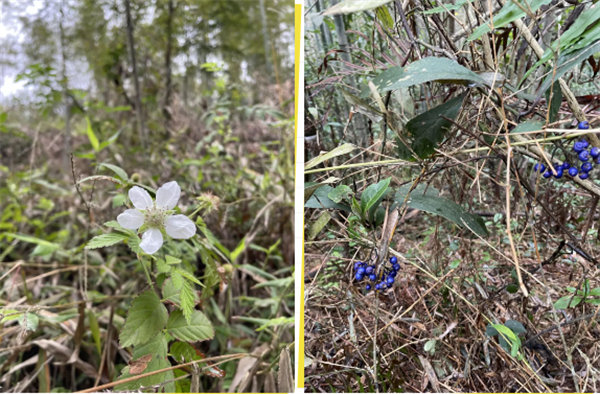 凝心聚力再出發(fā),風雨同舟赴星溪!--廣東博皓2024龍年首登星溪之旅 -5
