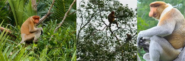 暢游碧海藍(lán)天,共筑團(tuán)隊夢想—博皓沙巴風(fēng)情之旅 -3