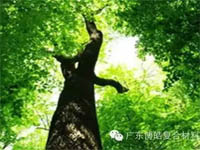 【博皓感悟】欲為大樹,莫與草爭(zhēng) 【博皓感悟】欲為大樹,莫與草爭(zhēng)