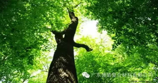 【博皓感悟】欲為大樹，莫與草爭-1